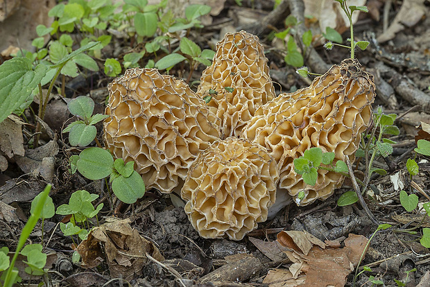 smrčok jedlý Morchella esculenta (L.) Pers.