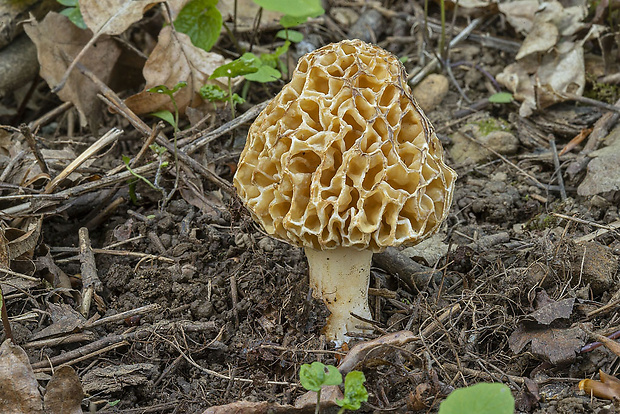 smrčok jedlý Morchella esculenta (L.) Pers.