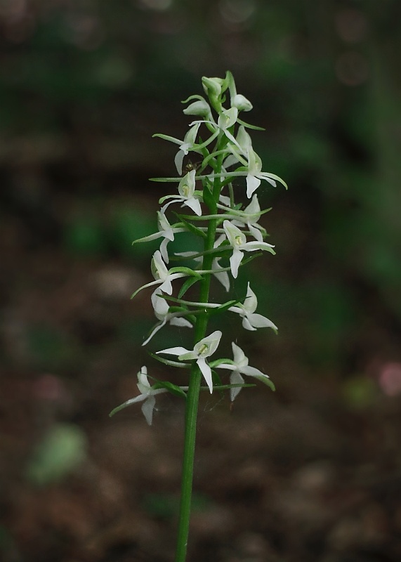 vemenník dvojlistý Platanthera bifolia (L.) Rich.