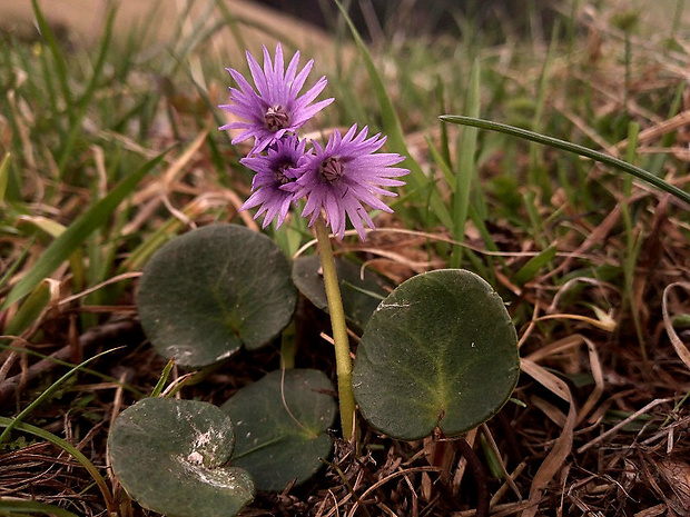 soldanelka karpatská Soldanella carpatica Vierh.