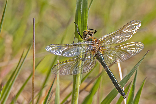 ligotavka zelená, samica Somatochlora metallica