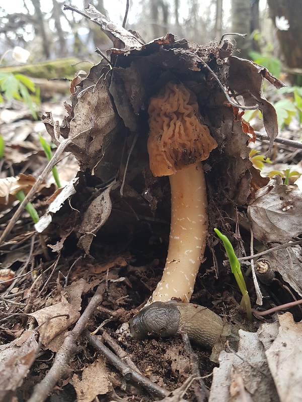 smrčkovec český Verpa bohemica (Krombh.) J. Schröt.