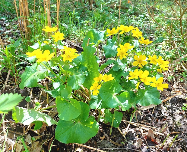 záružlie močiarne Caltha palustris L.