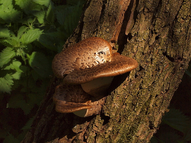 trúdnik šupinatý Cerioporus squamosus (Huds.) Quél.