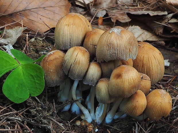 hnojník ligotavý Coprinellus micaceus (Bull.) Vilgalys, Hopple & Jacq. Johnson