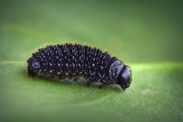 liskavka hlaváčiková (sk) / mandelinka hlaváčková (cz) Entomoscelis adonidis (Pallas, 1771)