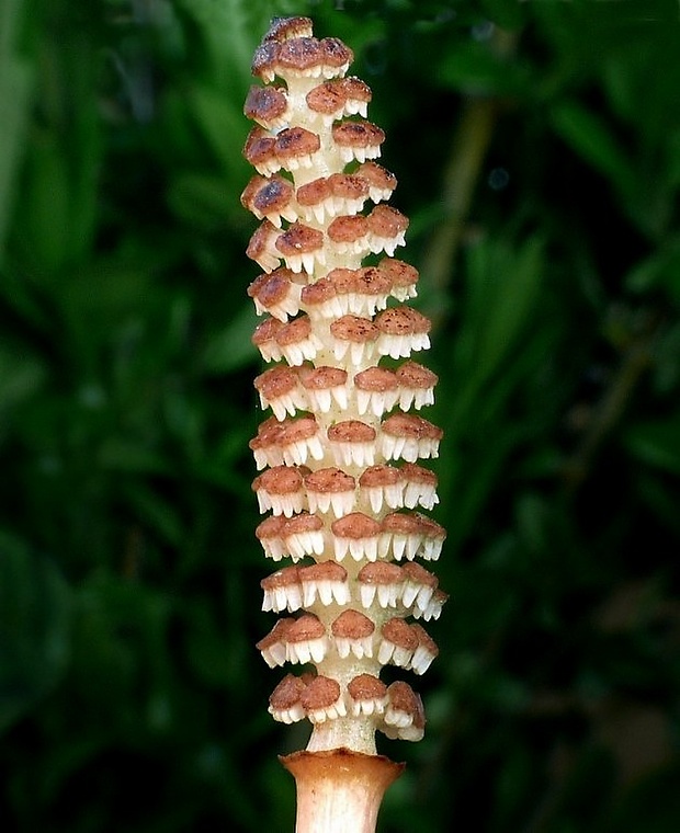 praslička roľná Equisetum arvense L.