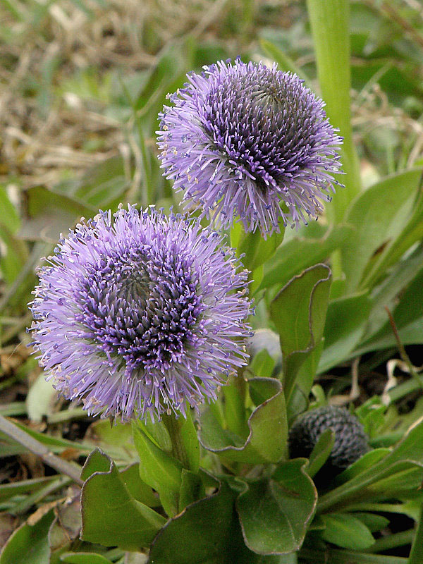 guľôčka bodkovaná Globularia punctata Lapeyr.