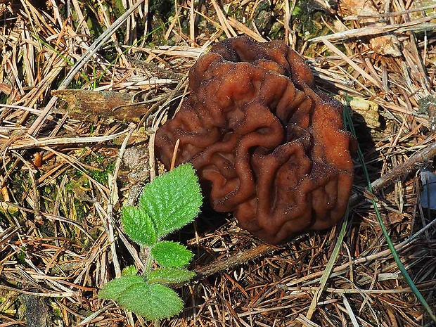 ušiak obyčajný Gyromitra esculenta (Pers.) Fr.