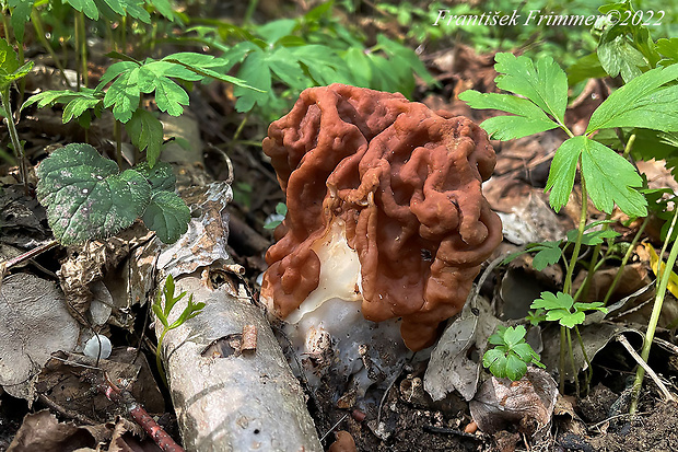 ušiak obrovský Gyromitra gigas (Krombh.) Cooke