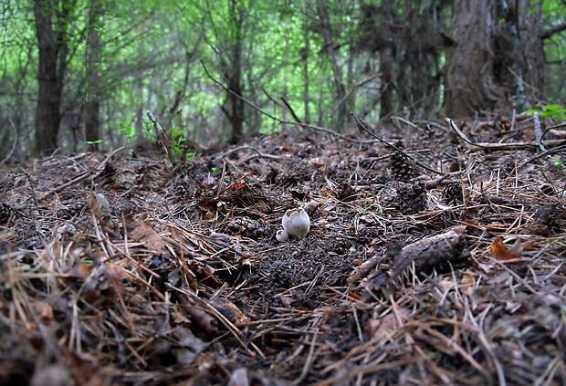 chriapač sosnový - biotop Helvella leucomelaena (Pers.) Nannf.