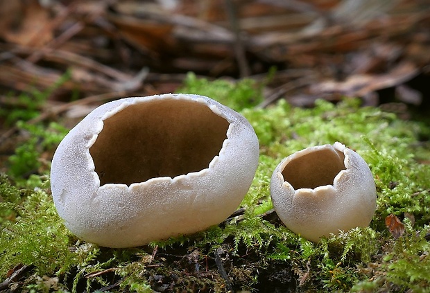 chriapač sosnový Helvella leucomelaena (Pers.) Nannf.