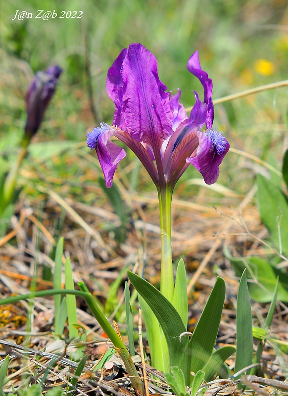 kosatec nízky Iris pumila L.