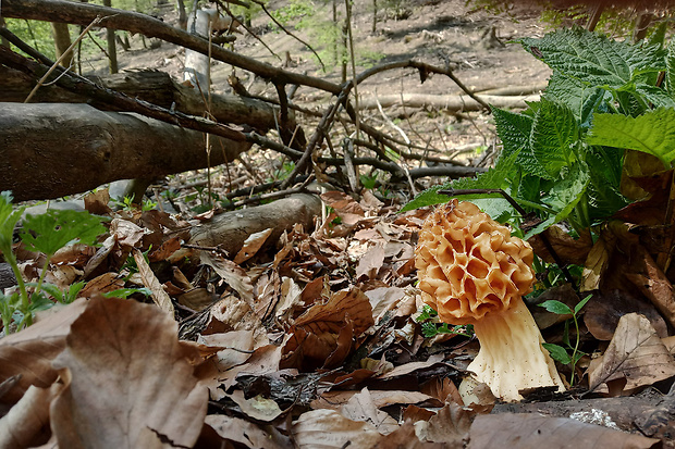 smrčok jedlý Morchella esculenta (L.) Pers.