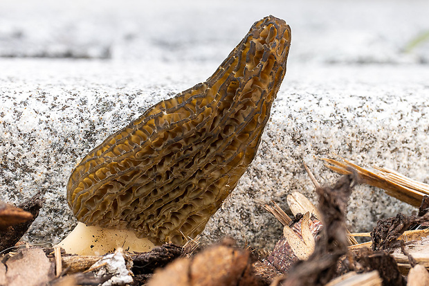 smrčok Morchella importuna M. Kuo, O