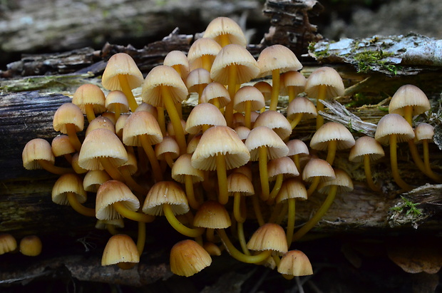 prilbička žltohlúbiková Mycena renati Quél.