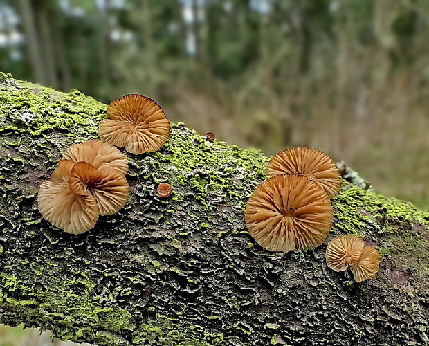 pňovka fialovohnedá Panellus violaceofulvus (Batsch) Singer