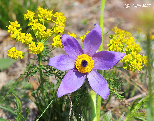 poniklec veľkokvetý Pulsatilla grandis Wender.