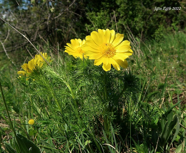 hlaváčik jarný Adonis vernalis L.