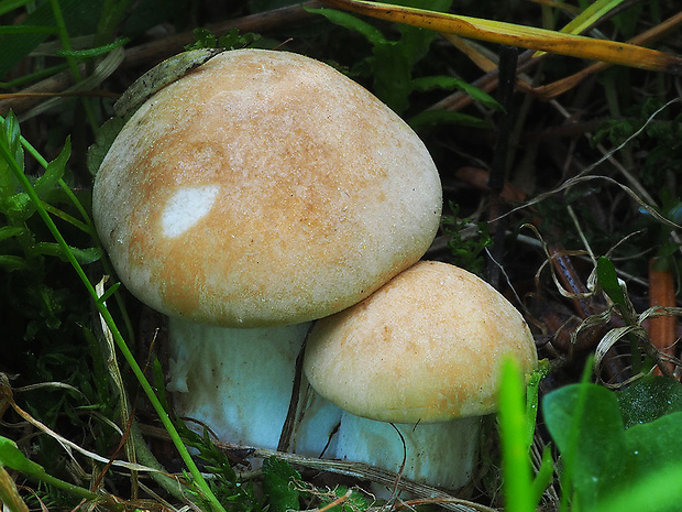 čírovnica májová Calocybe gambosa (Fr.) Donk