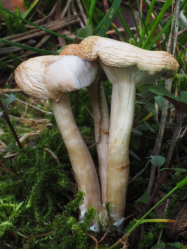 strmuľka voňavá Clitocybe fragrans (With.) P. Kumm.