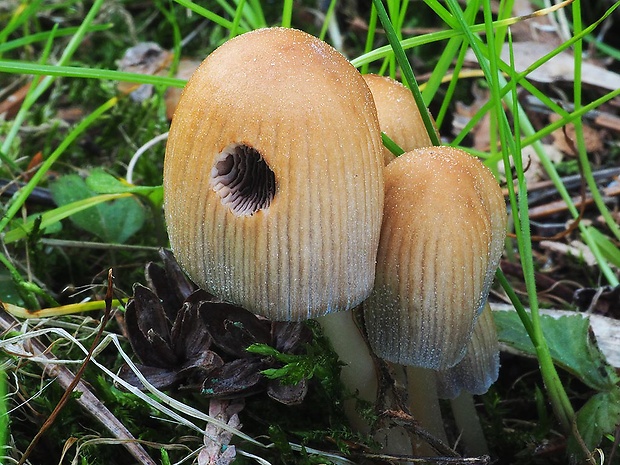 hnojník ligotavý Coprinellus micaceus (Bull.) Vilgalys, Hopple & Jacq. Johnson