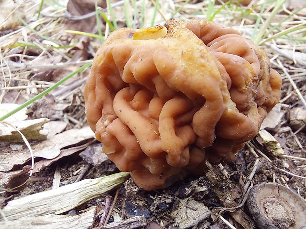 ušiak obrovský Gyromitra gigas (Krombh.) Cooke