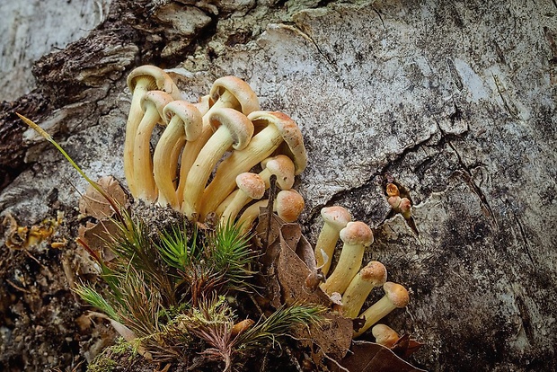 strapcovka zväzkovitá Hypholoma fasciculare (Huds.) P. Kumm.