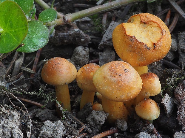 strapcovka zväzkovitá Hypholoma fasciculare (Huds.) P. Kumm.