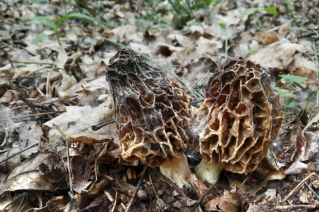 smrčok jedlý Morchella esculenta (L.) Pers.