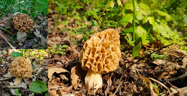 smrčok jedlý Morchella esculenta (L.) Pers.