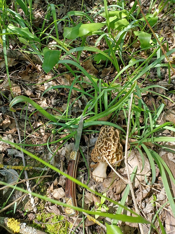 smrčok Morchella sp.