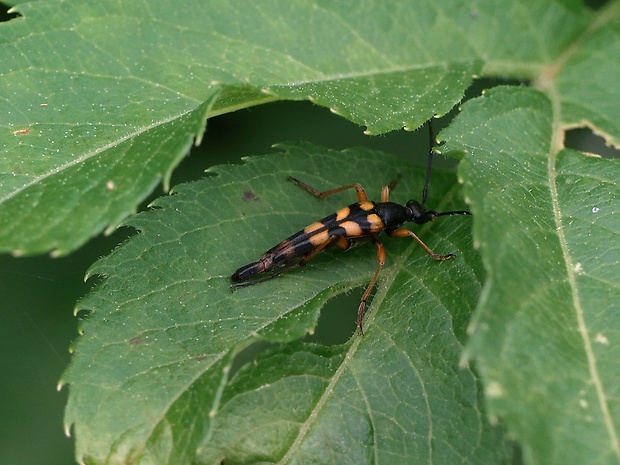 fuzáč Strangalia attenuata