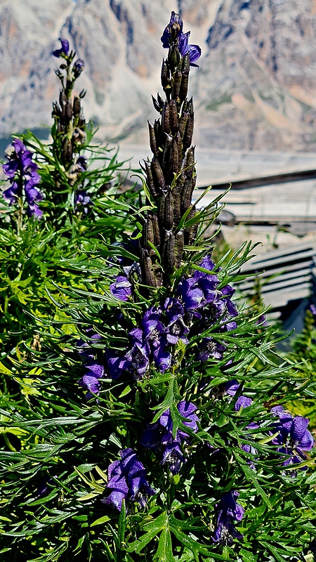 prilbica Aconitum plicatum Rchb.