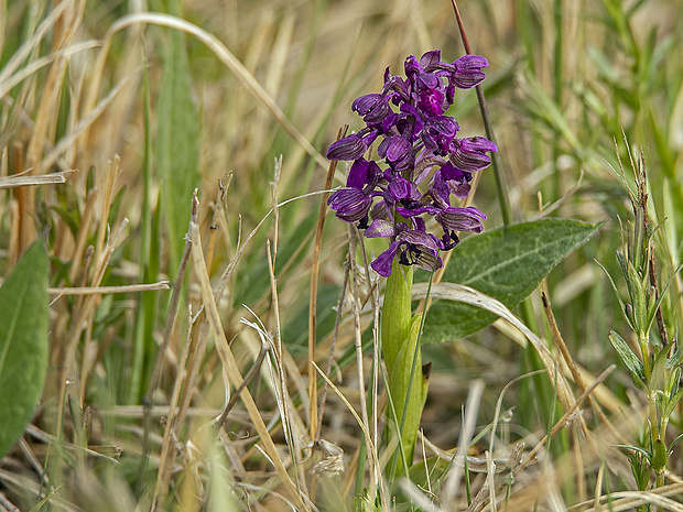 červenohlav obyčajný Anacamptis morio (L.) R. M. Bateman, A. M. Pringeon & M. W. Chase