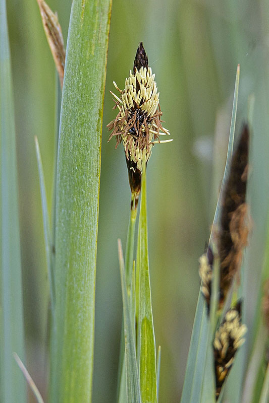 ostrica Carex sp.