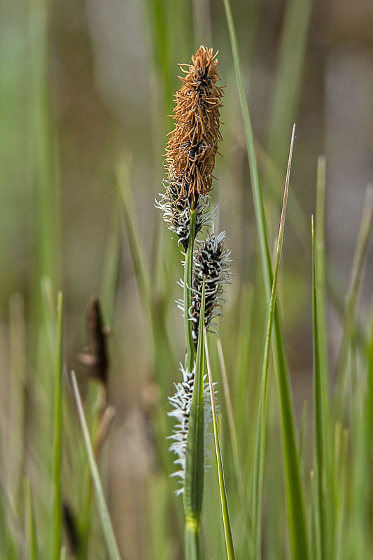 ostrica Carex sp.