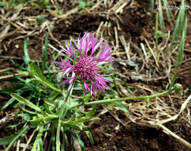 nevädza Centaurea napifolia L.