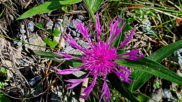 asi nevädza Centaurea