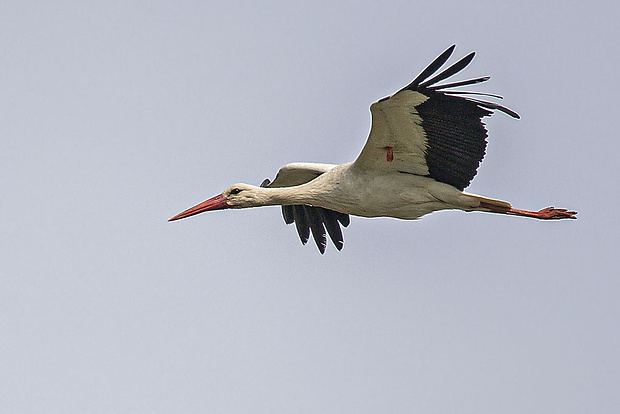 bocian biely Ciconia ciconia