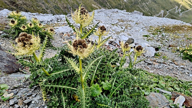 pichliač Cirsium spinosissimum (L.) Scop.