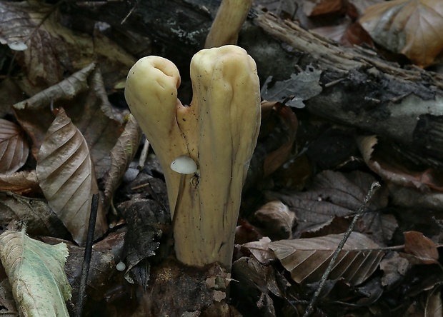 kyjak obrovský Clavariadelphus pistillaris (Fr.) Donk