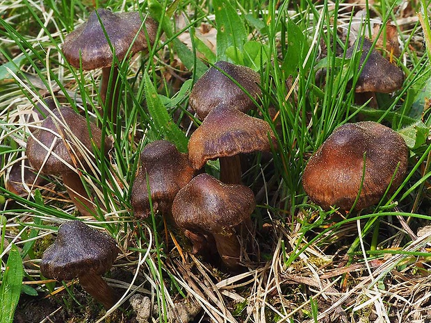 pavučinovec včasný Cortinarius vernus H. Lindstr. & Melot