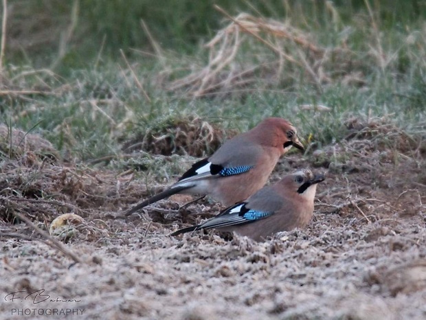 sojka škriekava Garrulus glandarius