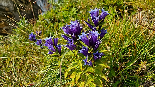 horec luskáčovitý Gentiana asclepiadea L.