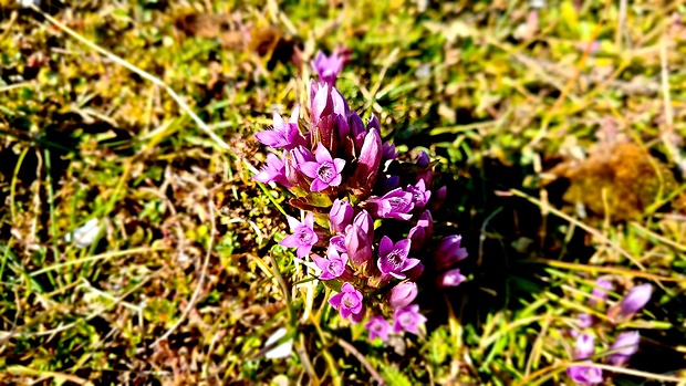 horček Gentianella sp.