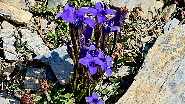 pahorec brvitý Gentianopsis ciliata (L.) Ma