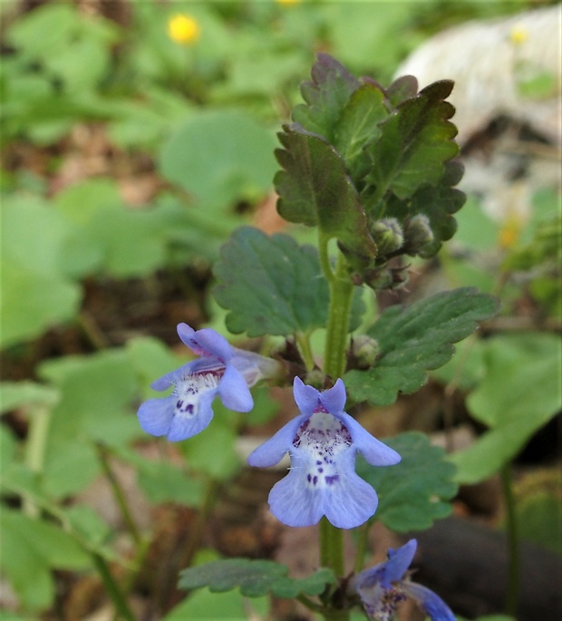 zádušník brečtanovitý Glechoma hederacea L.