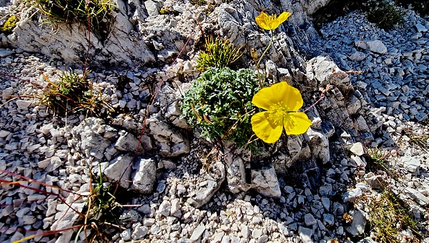 devätorník veľkokvetý Helianthemum grandiflorum (Scop.) DC.