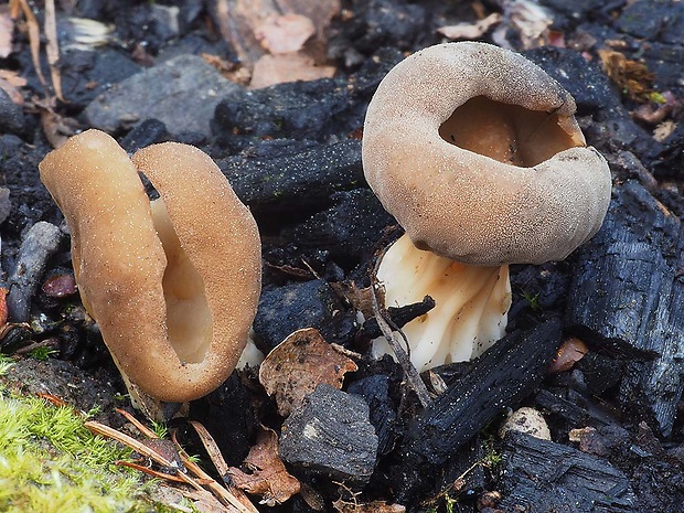 chriapač kalíškovitý Helvella acetabulum (L.) Quél.